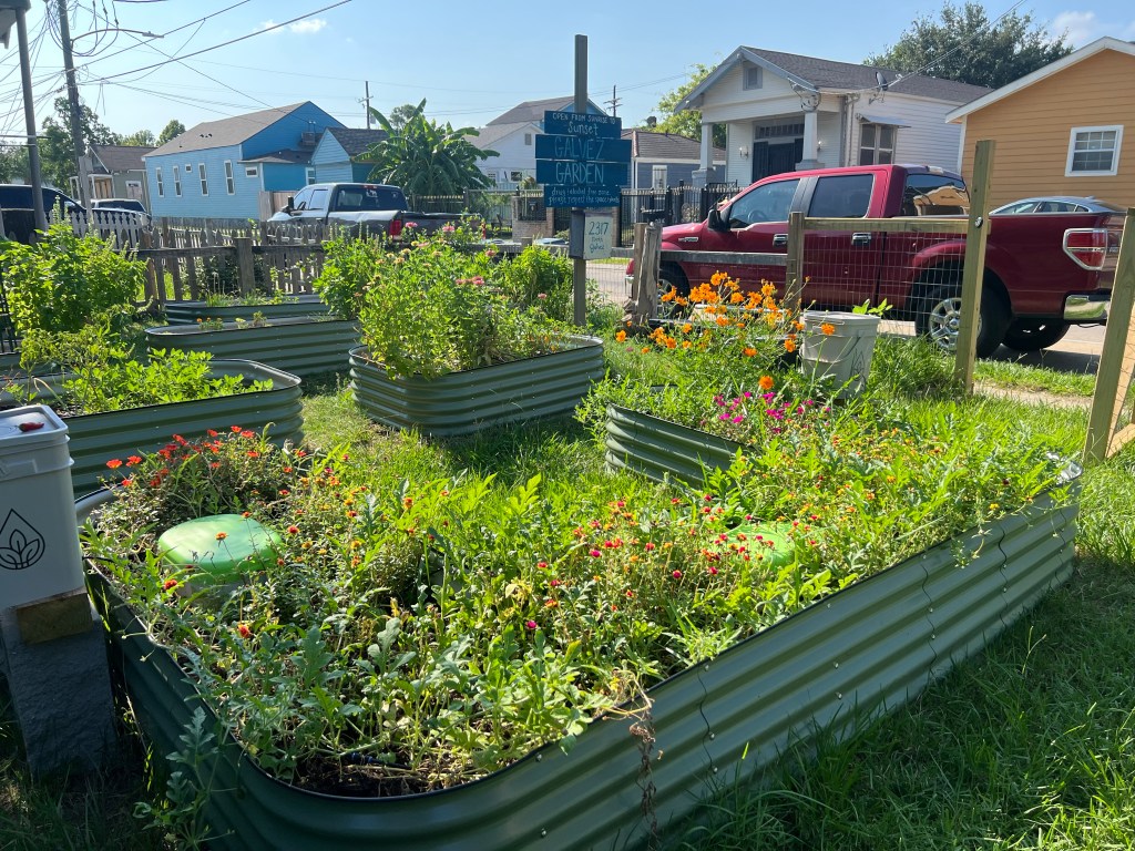 Growth at Galvez&nbsp;Garden